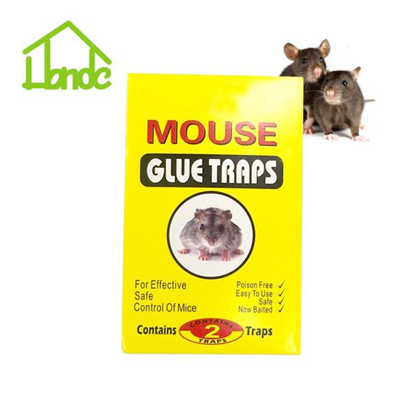 Glue trap HD037115-2