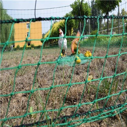 Jaring Hijau Untuk Ayam Dengan Benang Plastik